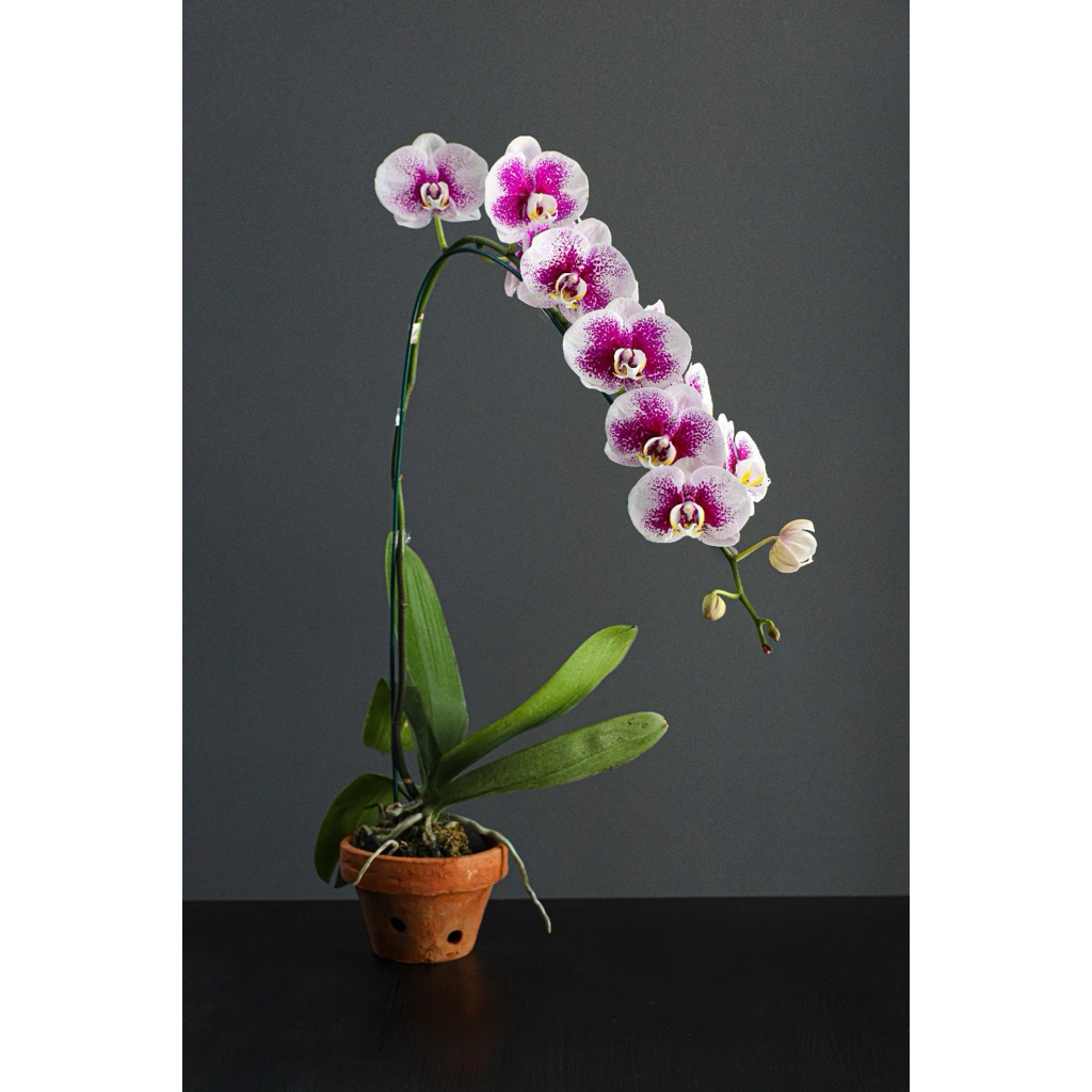 Anggrek Phalaenopsis Premium Variegata Titik-Titik