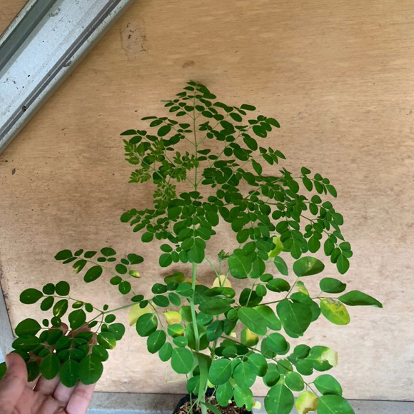 bibit pohon kelor | tanaman pohon kelor | bibit herbal daun kelor
