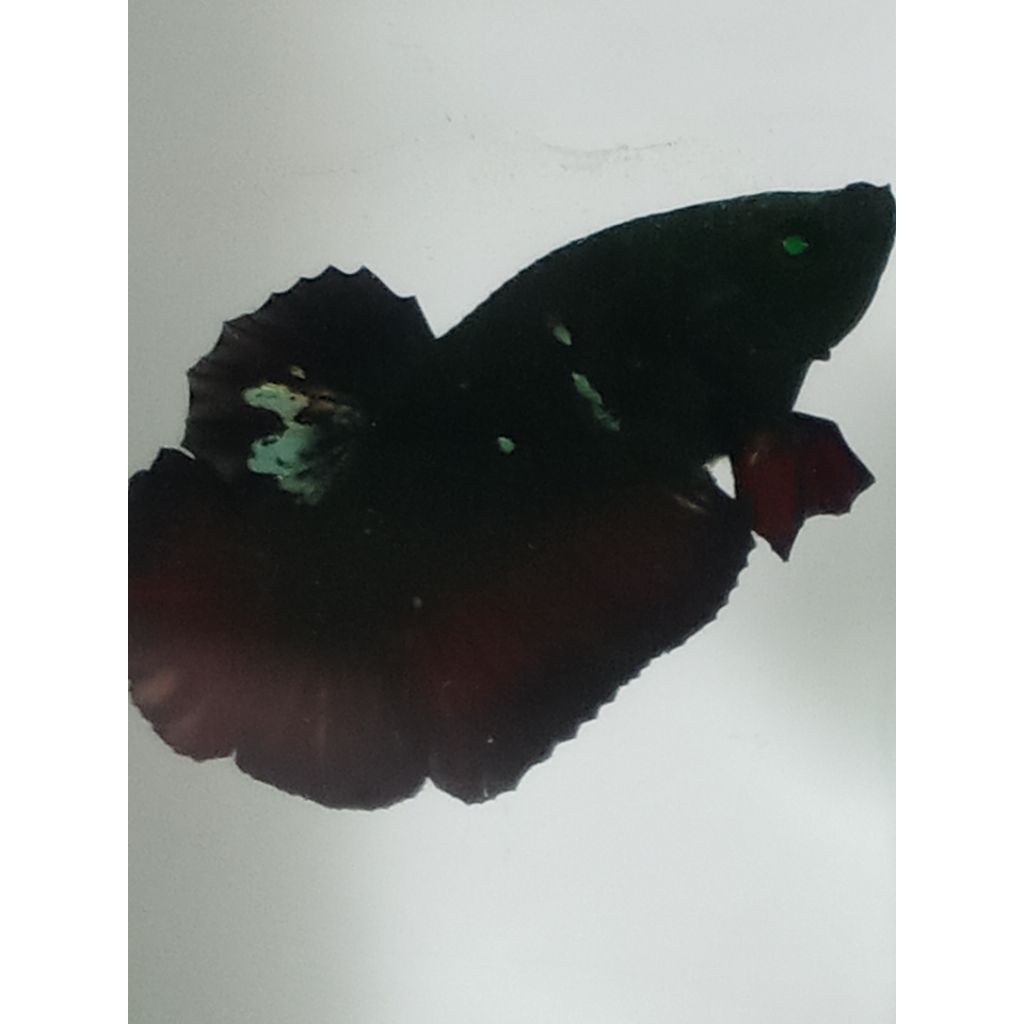 Cupang Real - E. Plakat Hulk Avatar Vampire (jantan)