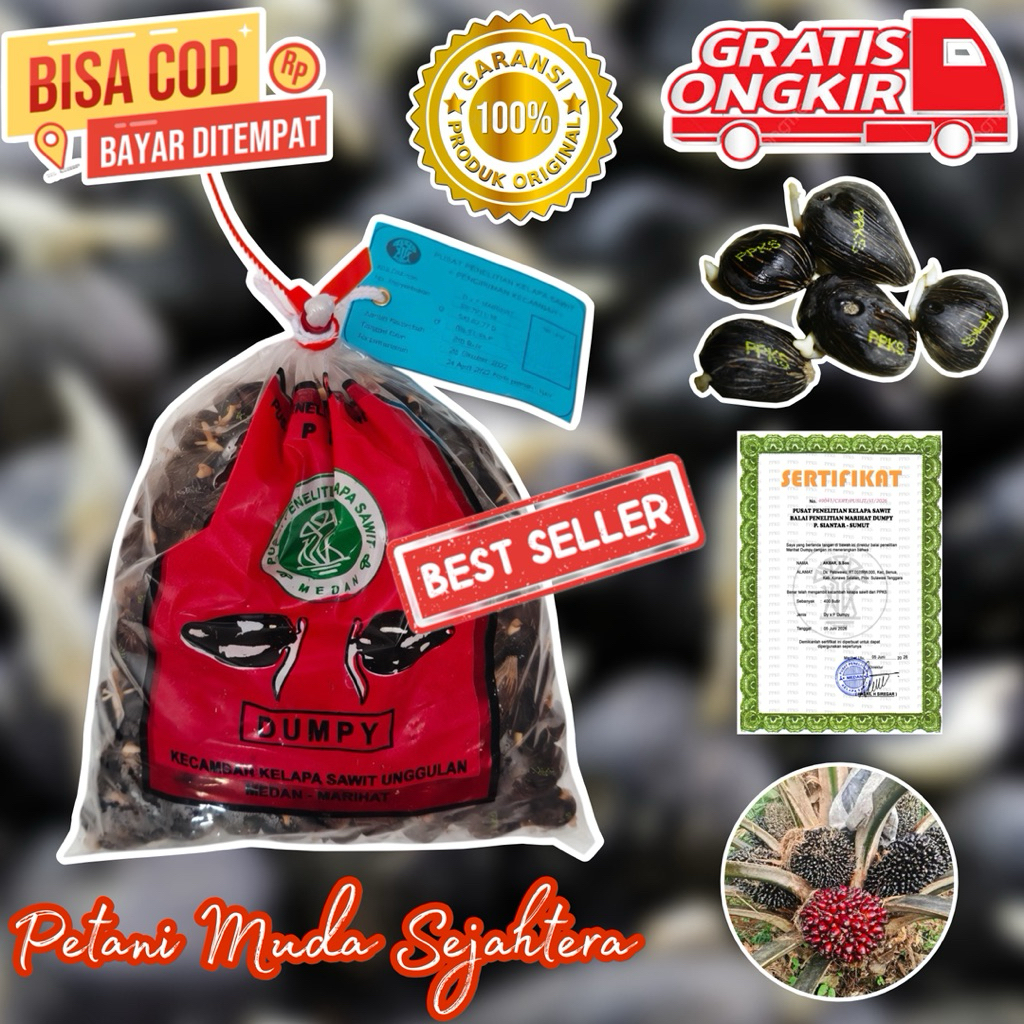 Bibit Benih Kecambah Kelapa Sawit MAREHAT DUMPY