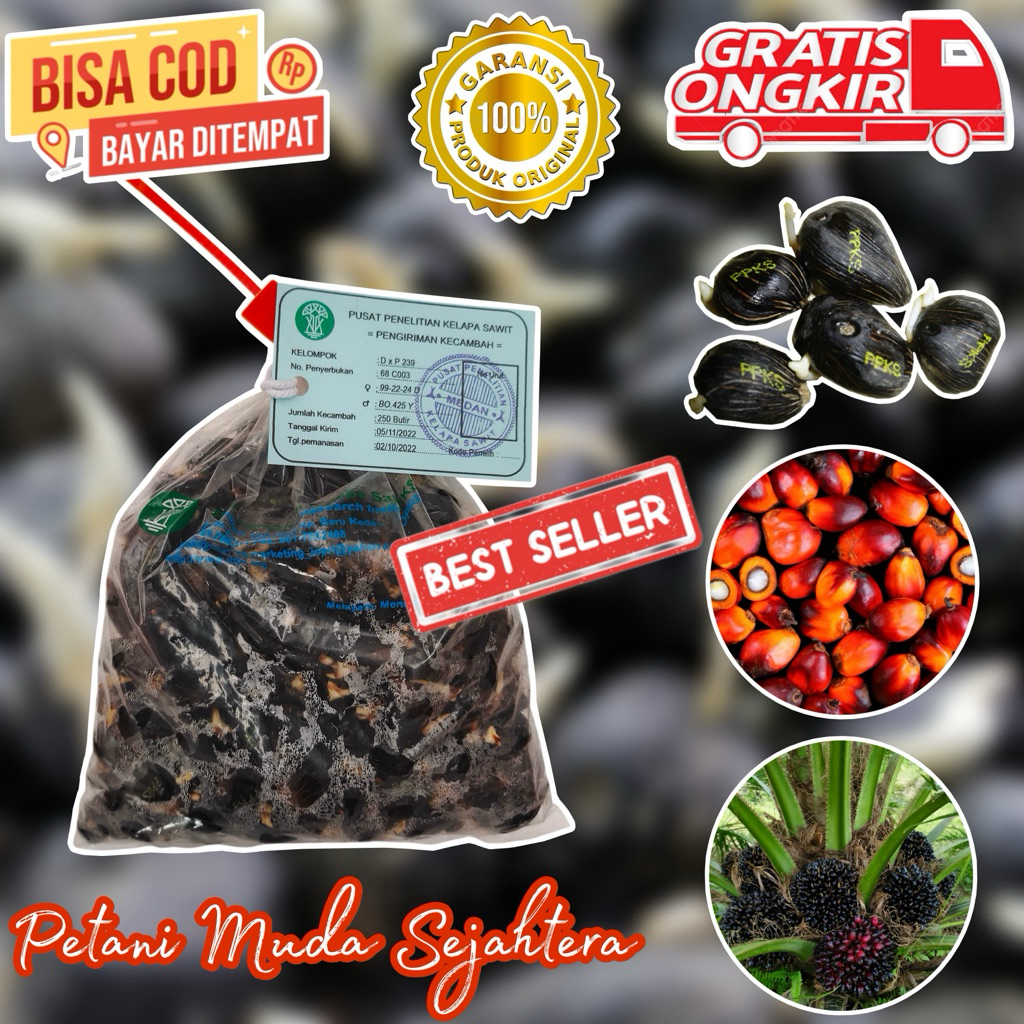 Bibit Benih Kecambah Sawit PPKS SMB Pelepah Panjang & Pendek