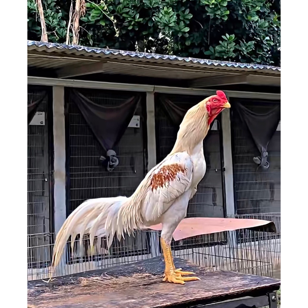 Ayam Khoytrad Ori Telur Fertil 100% murni untuk ditetaskan