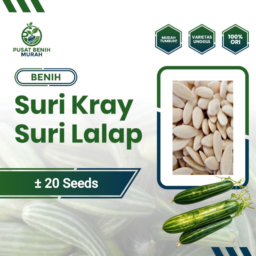 ±20 Seeds - Benih Bibit Biji Timun Suri Kray Suri Lalap Varietas Unggul Mudah Tumbuh