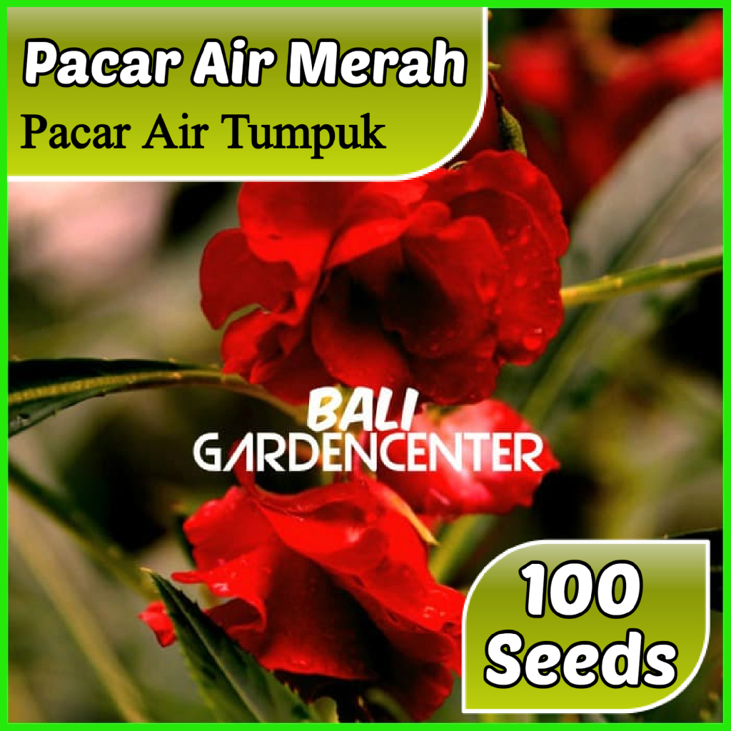 Isi 100 Benih Biji Bunga Pacar Air - Pacar Air Merah