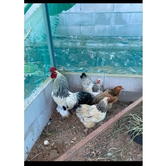 Telur Tetas Ayam Hias Brahma Garansi