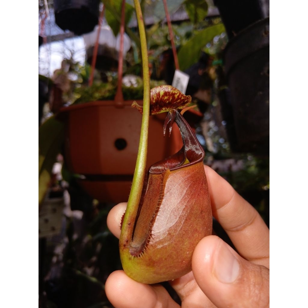 Nepenthes bicalcarata