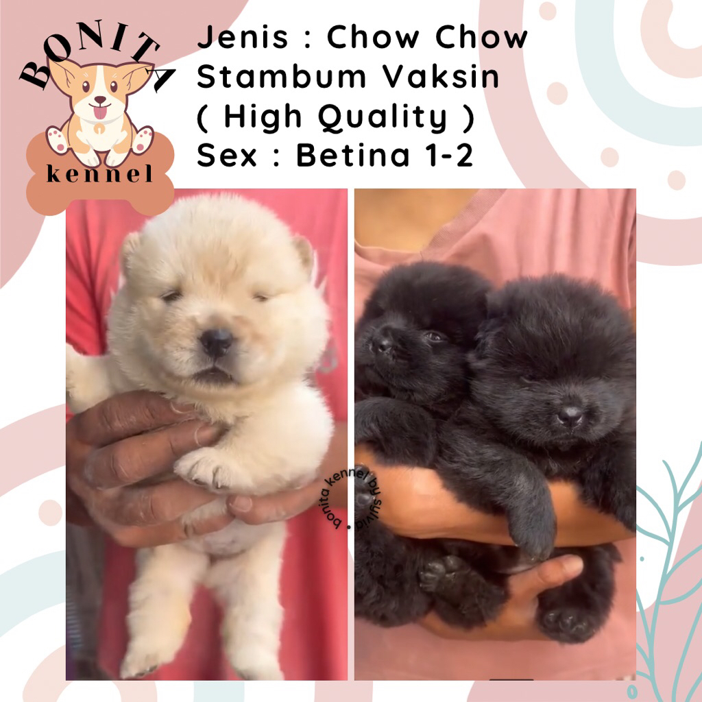 Chow Chow Stambum Anak Anjing Chow Chow Jantan Betina