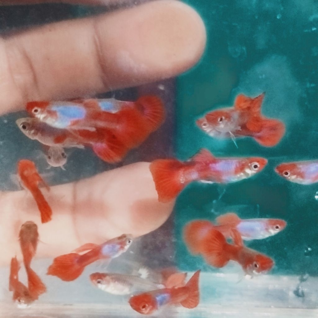 Hiasan aquarium guppy jantan prt koi riject