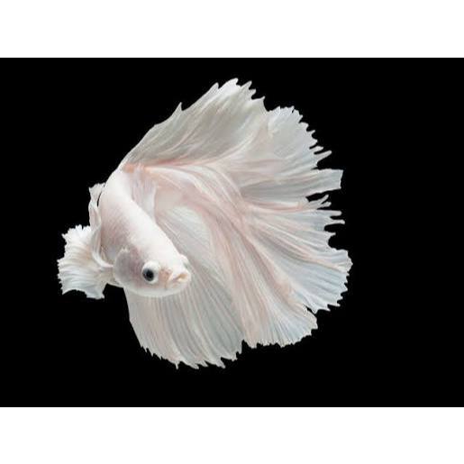 Cupang Betta Halfmoon Platinum