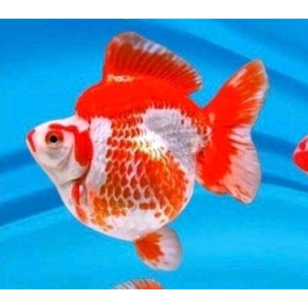 Koki ryukin punuk onta kualitas super - hiasan dekorasi aquarium