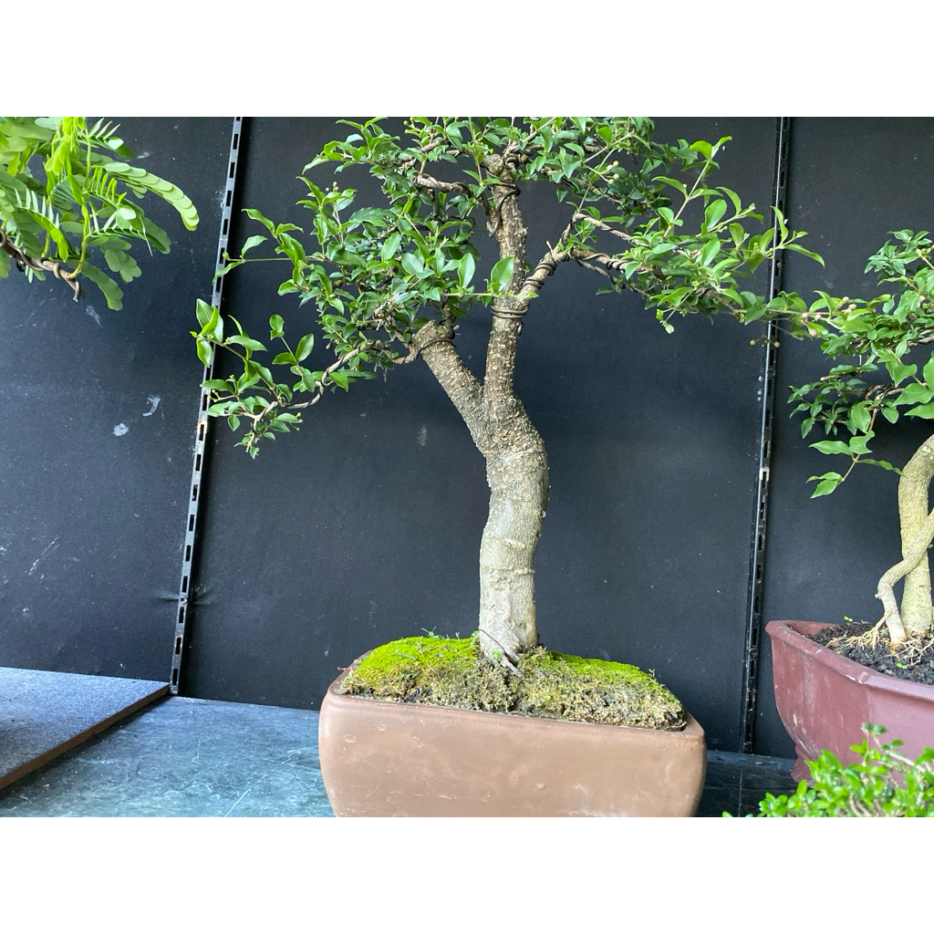 bonsai sakura micro