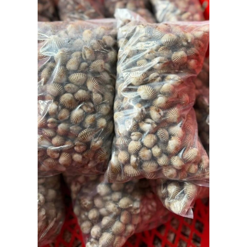 kerang dara 1kg