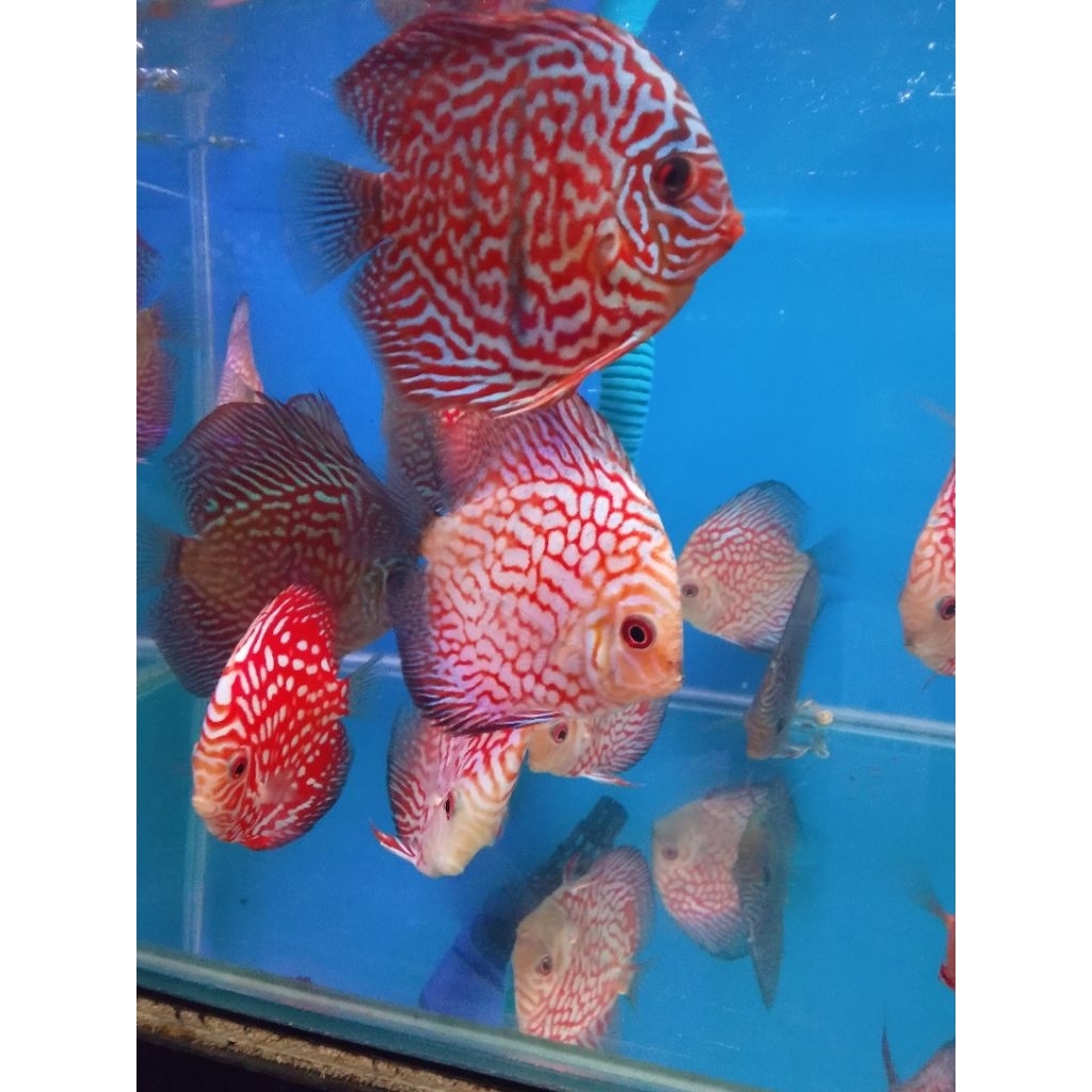 Hiasan aquarium ikan discus 3 inch instans only