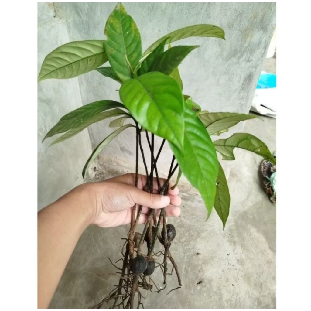 bibit pala hibrida/ benih pala unggul