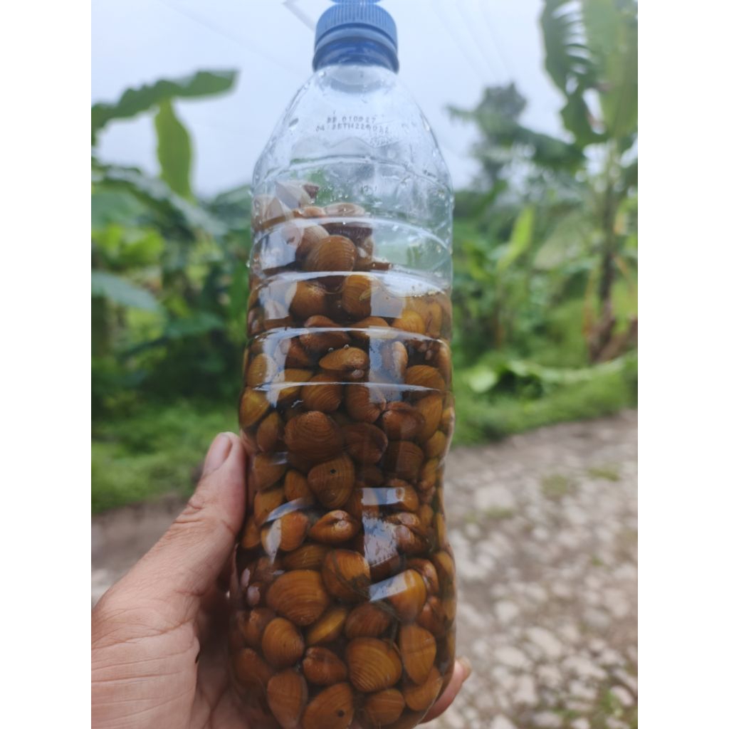 Remis Laya Haremis Kerang air tawar  buat obat liver sakit kuning
