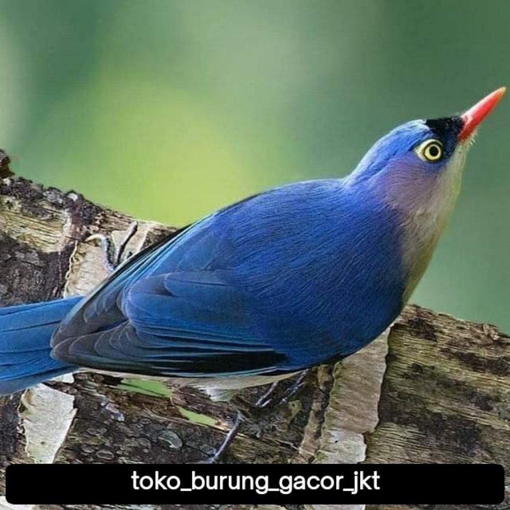 BURUNG RAMBATAN DORAEMON GACOR , UNTUK ISIAN