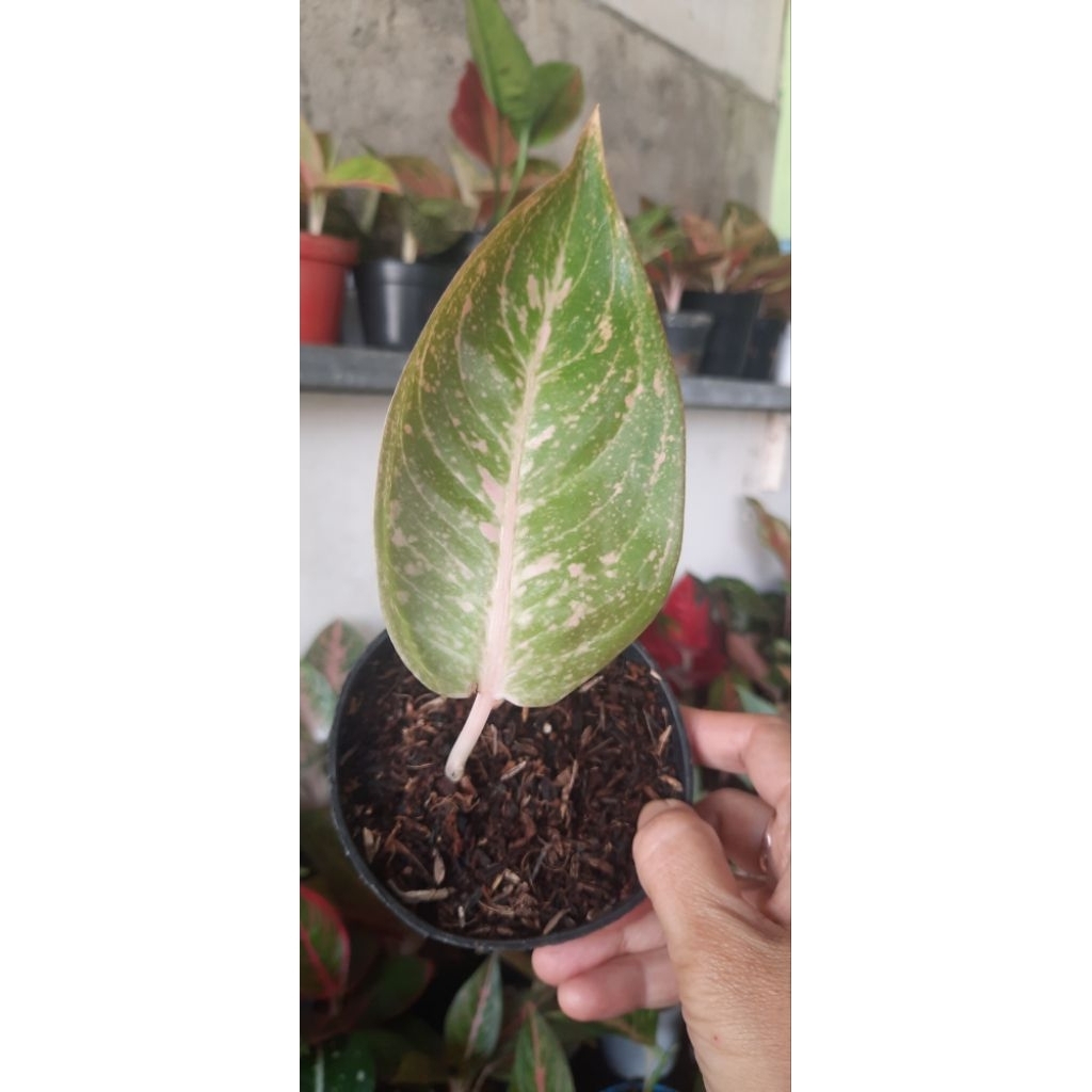 Aglonema Shinta Ekonomis 1 daun
