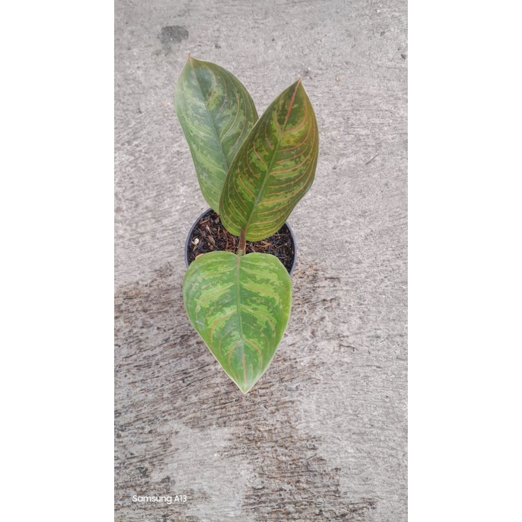 Aglonema Kresna Black (Size Remaja) (1)