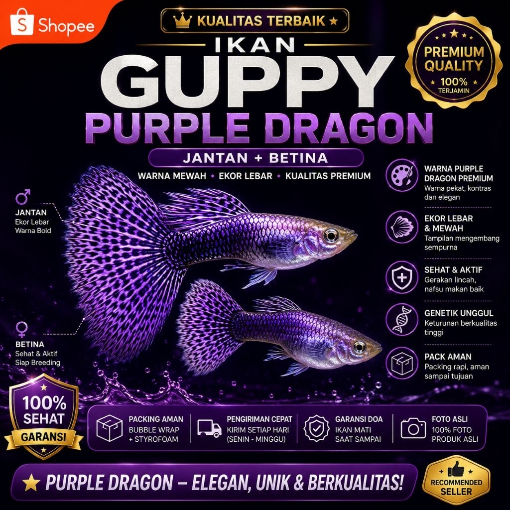 Terlaris// guppy purple dragon sepasang