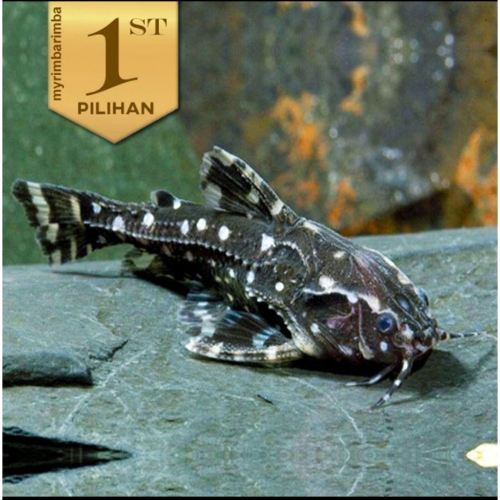 Agamyxis Catfish Ikan Hias Hiasan Aquarium Tanaman Air Aquascape