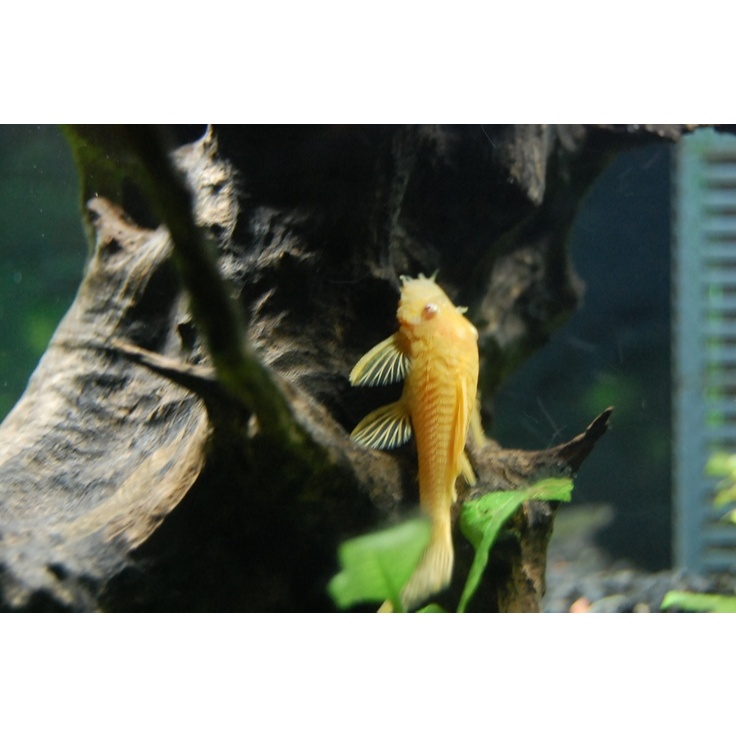 Ikan hias air tawar pembersih lumut aquarium SAPUSAPU ALBINO