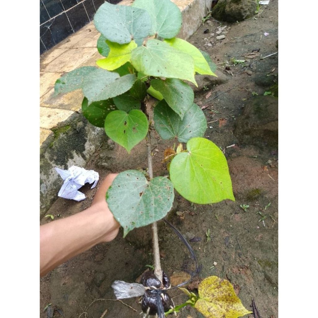 Bibit bonsai waru india 40-60cm cangkok