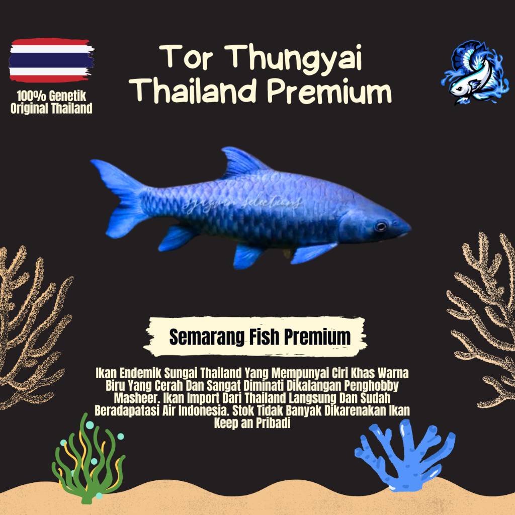 Masheer Blue Tor Thungyai Import Thailand