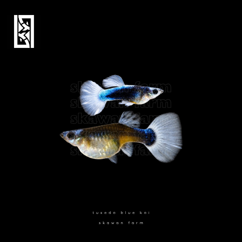 Guppy Tuxedo Blue Koi | Aksesoris Aquarium