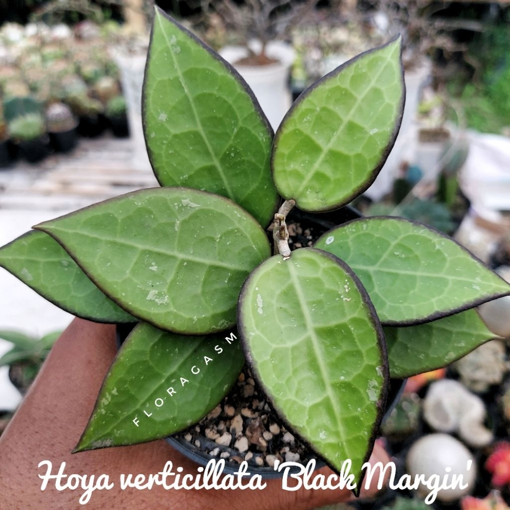 BELANJA MINIMAL 18 RIBU - Hoya verticillata 'Black Margin' - Rooted cutting - Tanaman Hias Dekorasi 