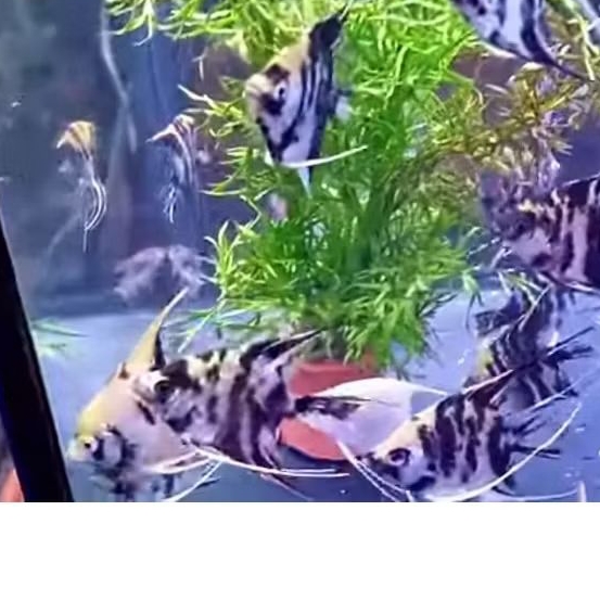 MANFISH TRICOLOR UKURAN M