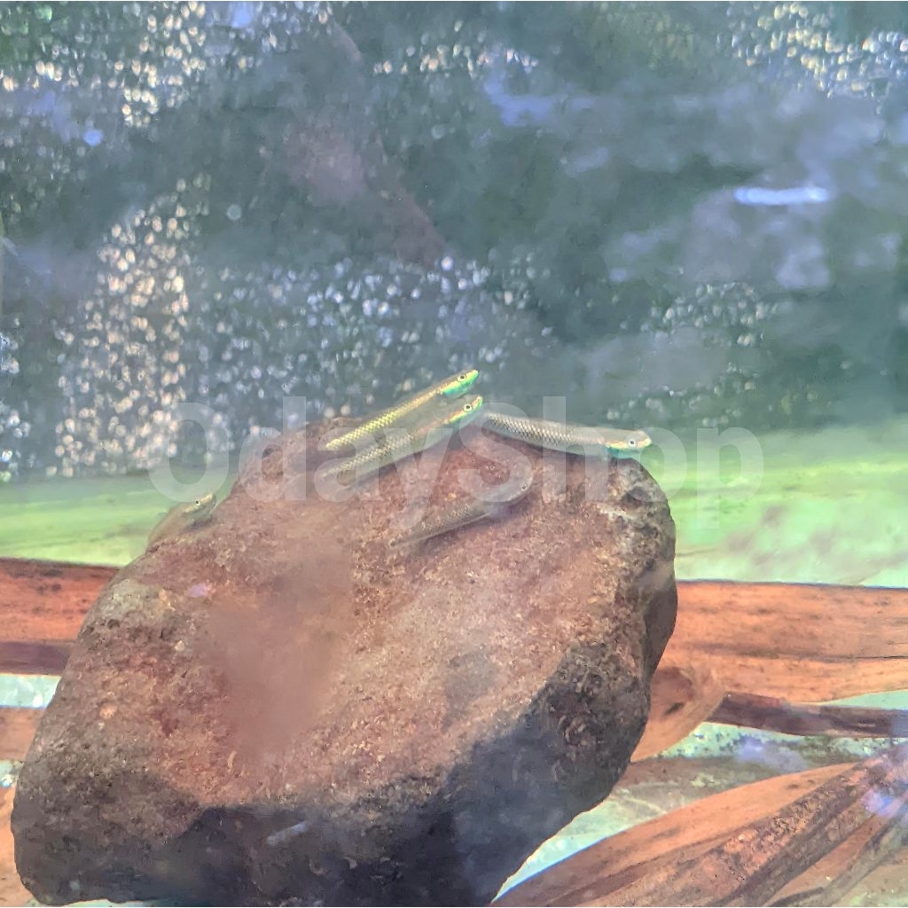hiasan/dekorasi aquarium goby blue neon aquascape