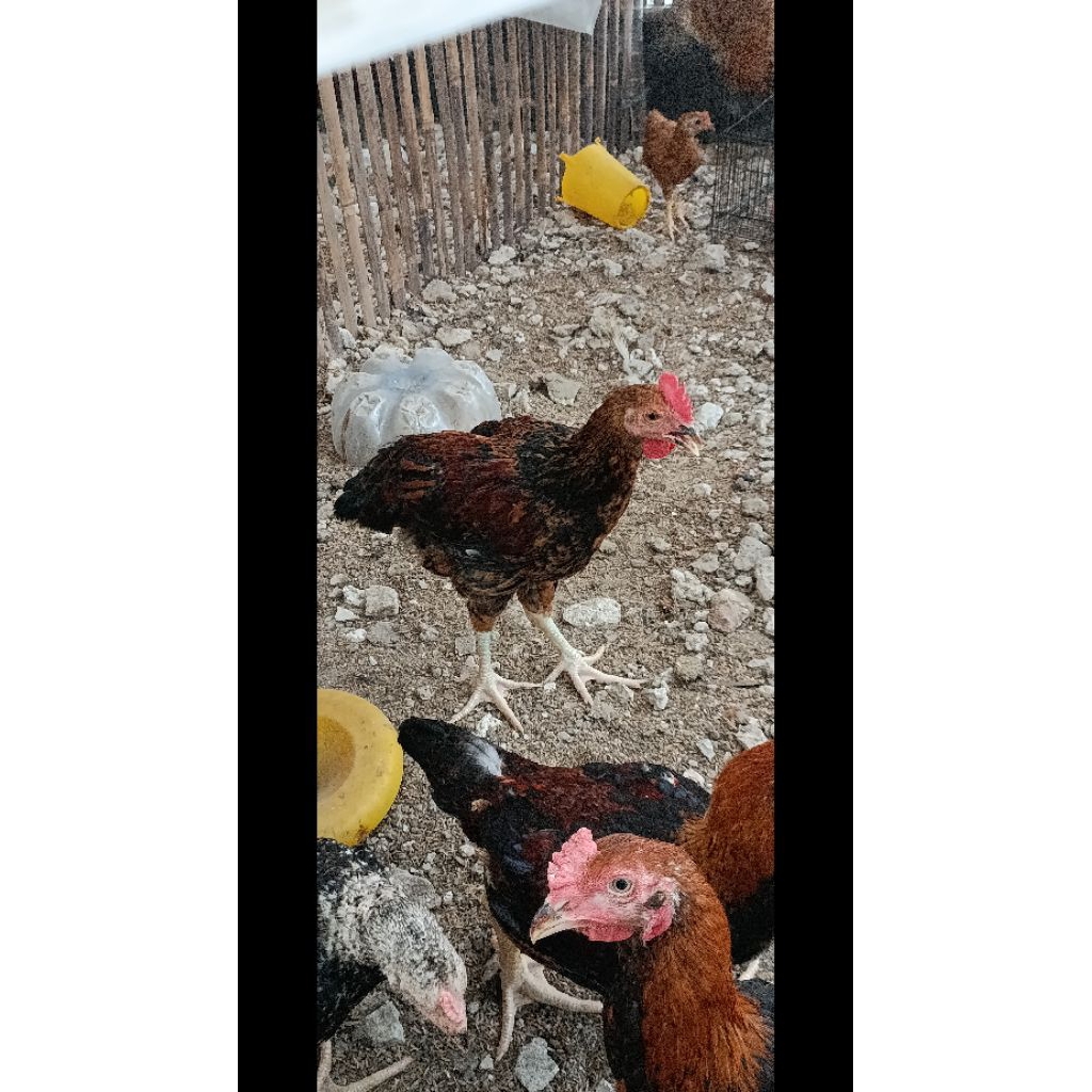 ayam bp3 / blackpermud 3 (ayam kampung modern)