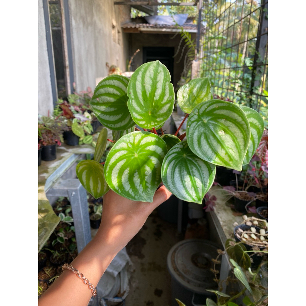 peperomia watermelon variegata