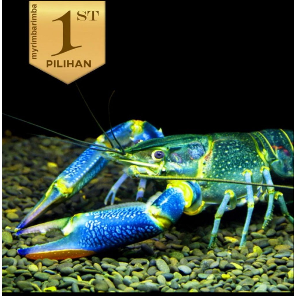 Lobster BIru Air Tawar Hiasan Aquarium Ikan Hias Aquascape