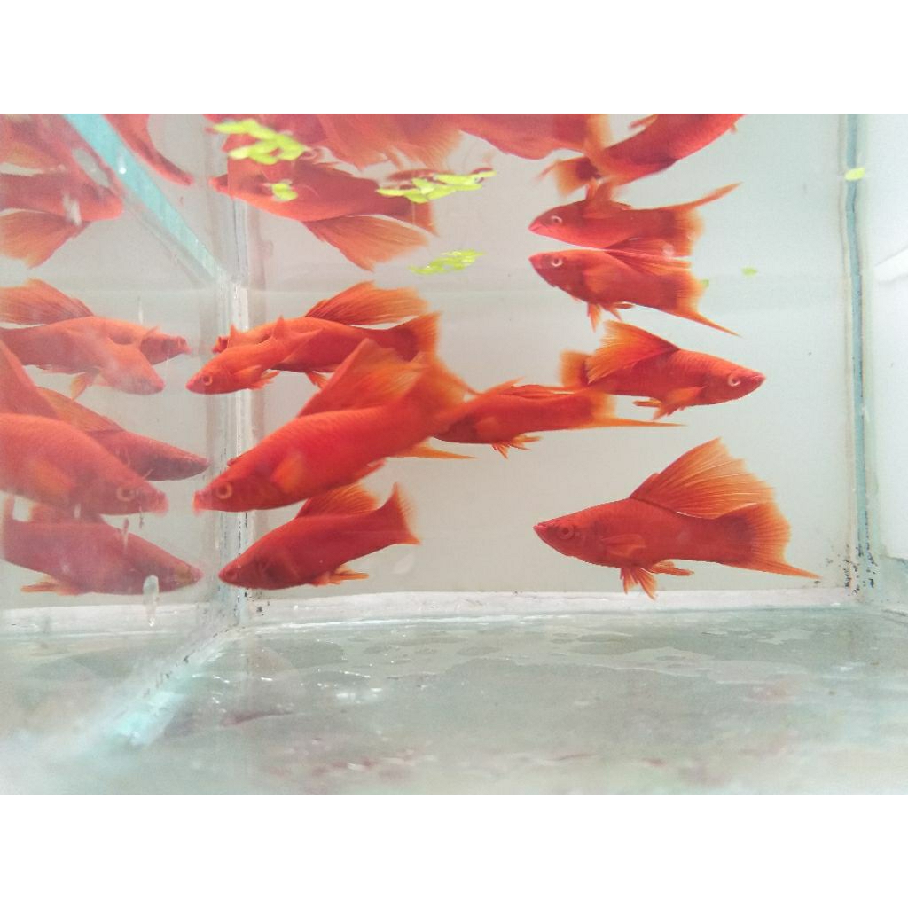Hiasan Aquarium Ikan Hias Platy Bloodred Highfin Swordtail Indukan Perpasang