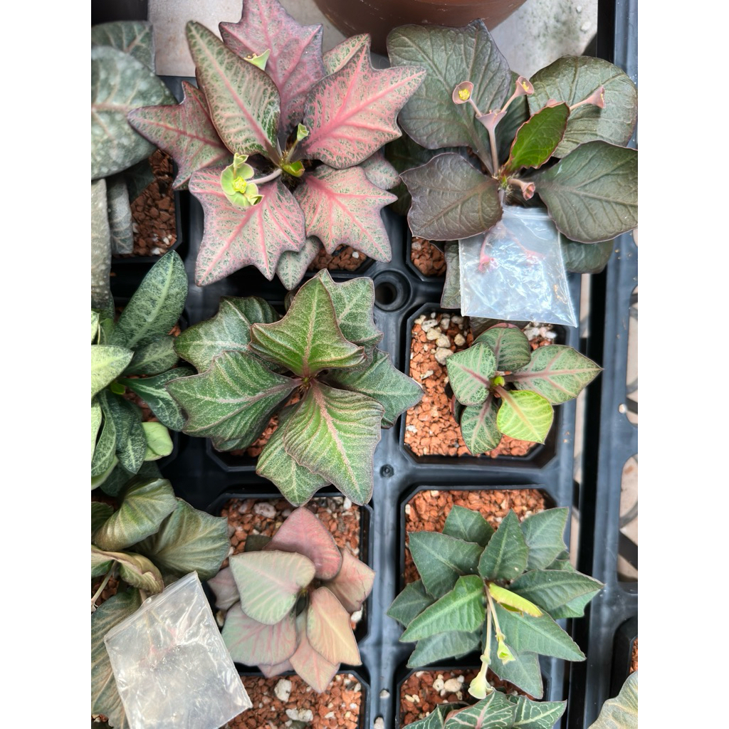 Euphorbia Francoisii hybrid Maple dari biji