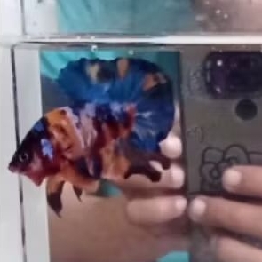 Ikan Hias Cupang Plakat Multicolor Jantan