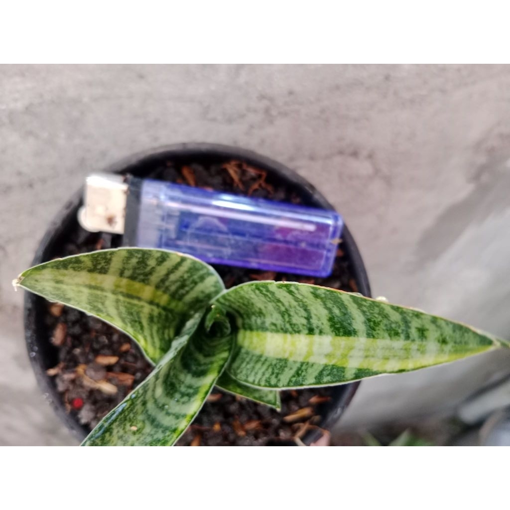 sansivera Ariella variegata daun tebal