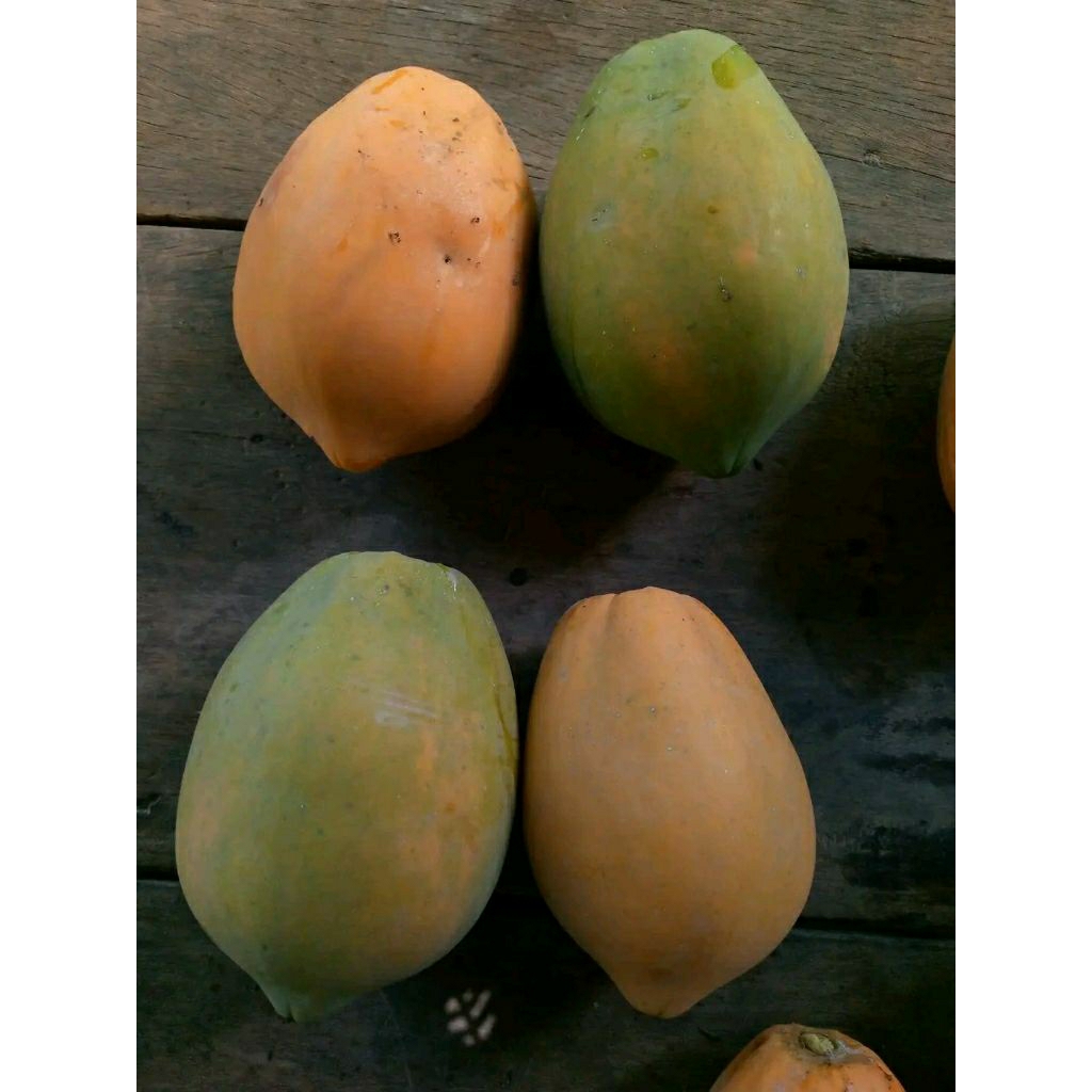 Bibit pepaya dusun/bibit pepaya jinggo/bibit pepaya coklat/bibit pepaya manis gak bikin enek