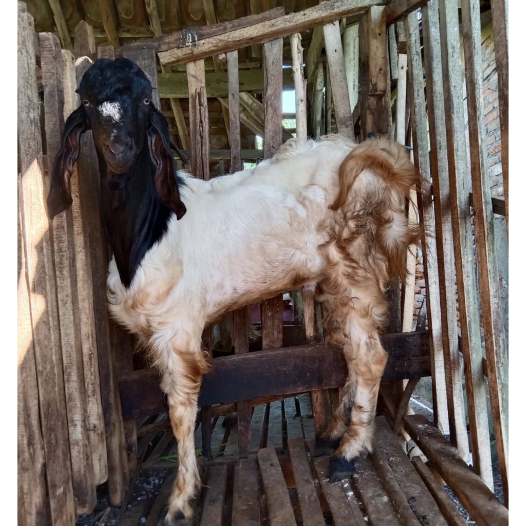 KAMBING JANTAN SUPER SEHAT & BERKUALITAS (SIAP KIRIM)