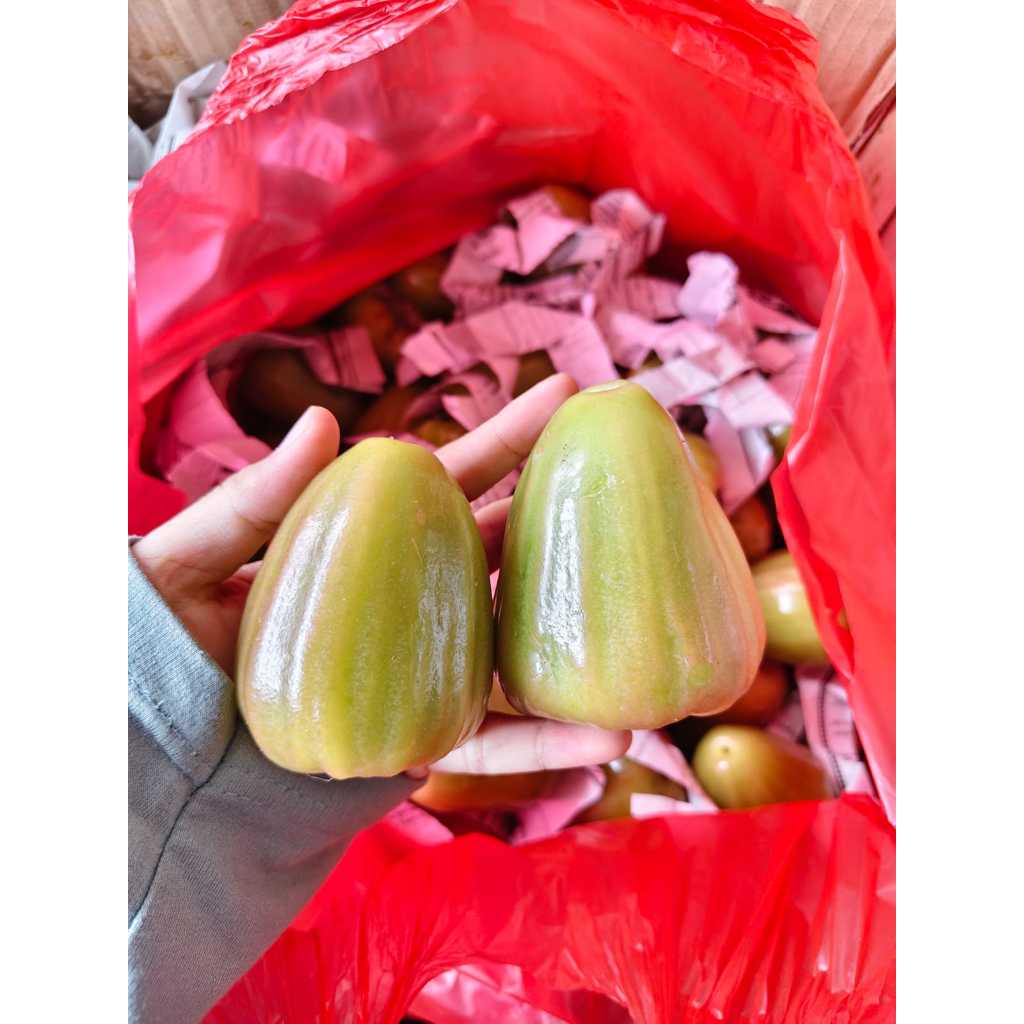 Jambu Cincalo