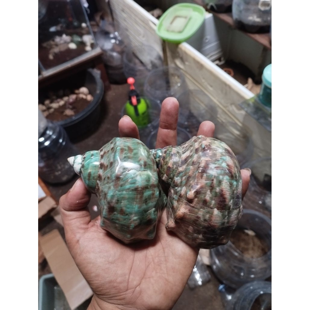cangkang kelomang  MARMORATUS buat jumbo atau xxxl