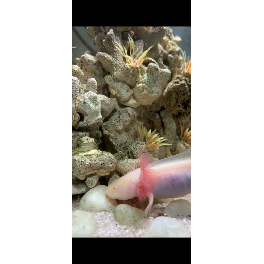 Stiker Axolotl Albino