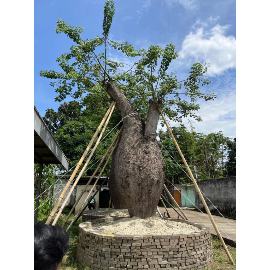 Tanaman Import Bottle Tree || Pohon Bottle Tree Untuk Dekorasi Rumah
