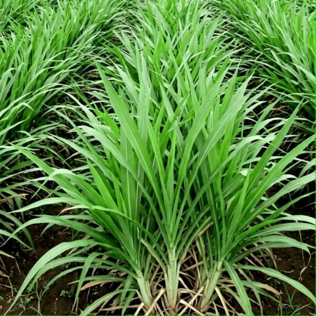 Bibit rumput odot Super Benih rumput odot 1 kg