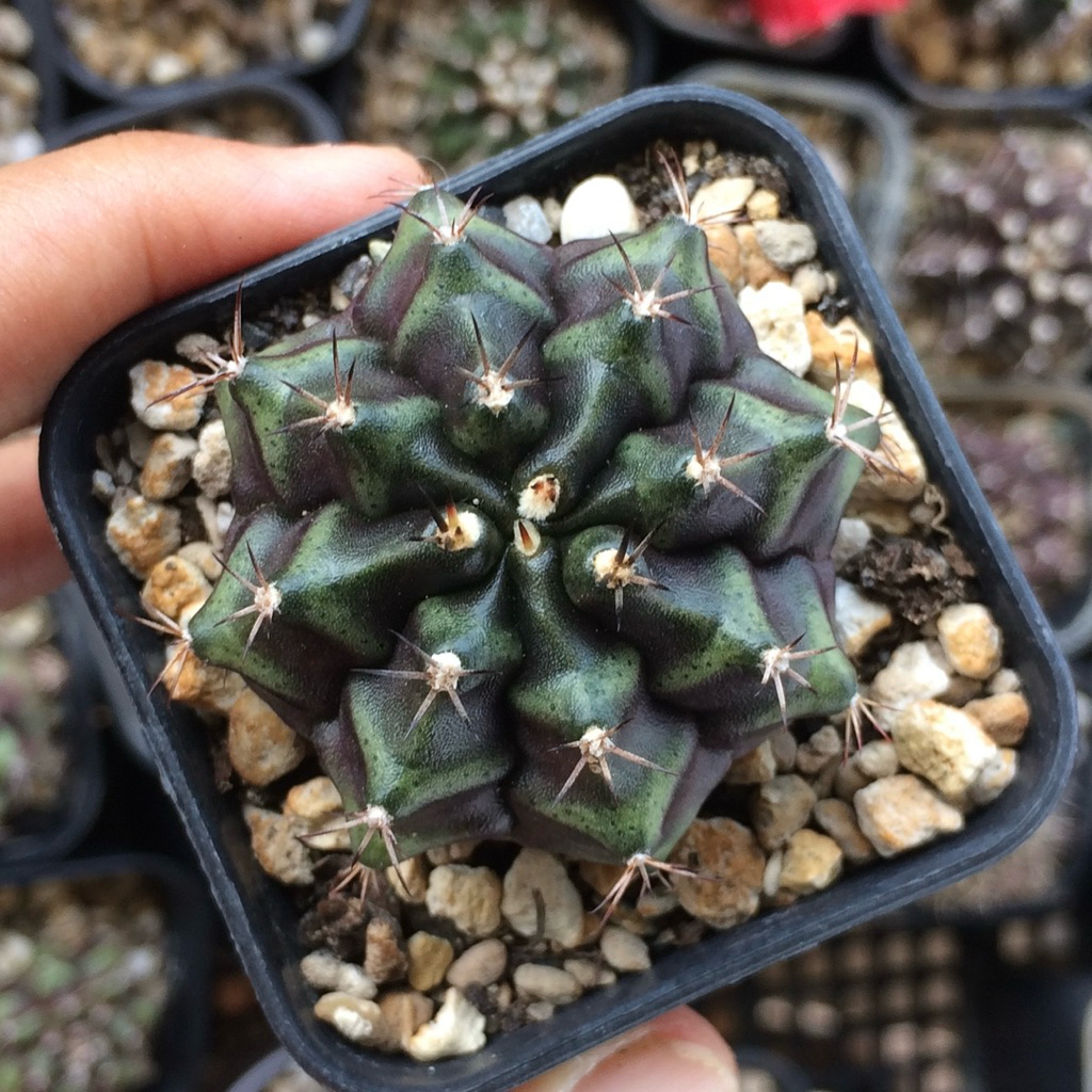 Pn9 purple nebula x dd hybrid kaktus pemula tanaman hidup gurun gymnocalycium gymno lb miha hybrid m
