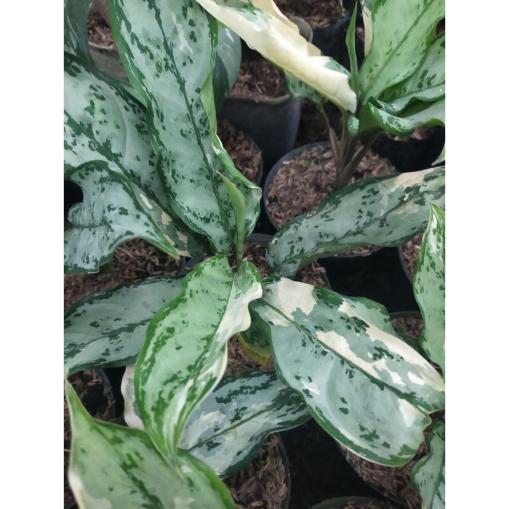 Aglonema comutatum variegata commutatum variegata