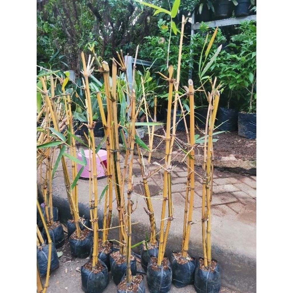 Bibit pohon bambu kuning ampel - Bambu kuning ampel sudah berakar isi 2