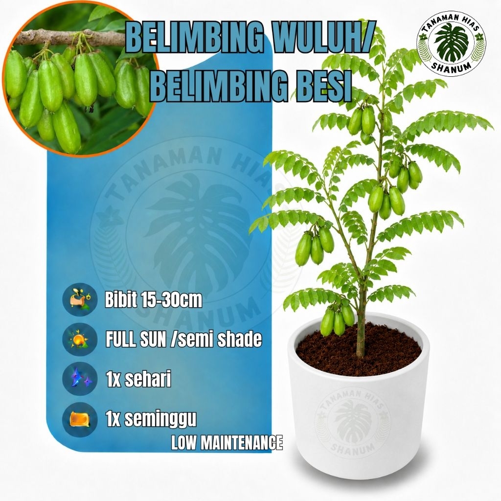 Bibit tanaman belimbing wuluh / belimbing wuluh untuk masakan / belimbing wuluh / belimbing besi / b