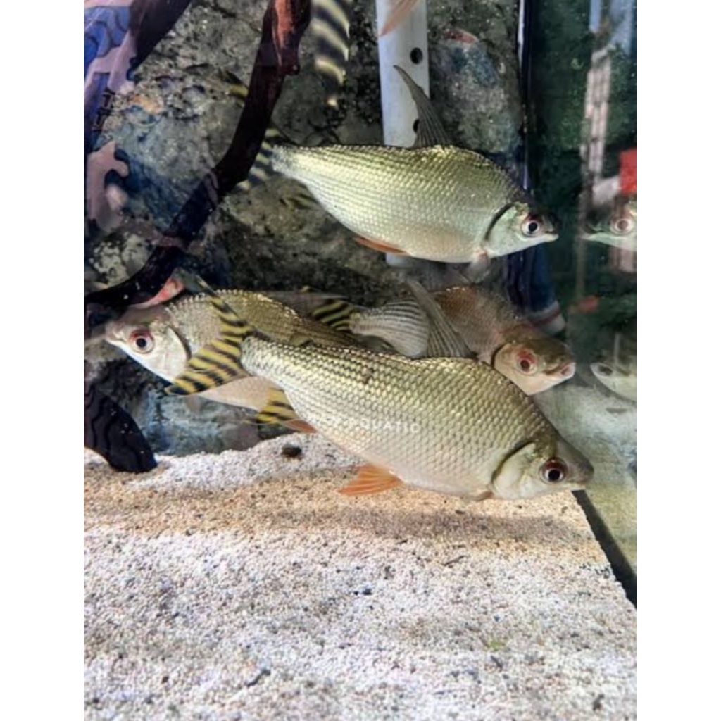 ikan tankmate Yff yellow fei feng